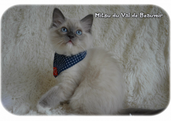 femelle blue point-mitted - Chatterie Ragdolls du Val de Beauvoir